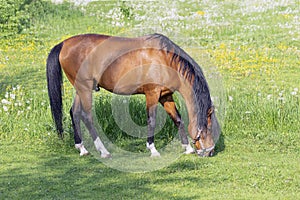 Young horse on the meadow