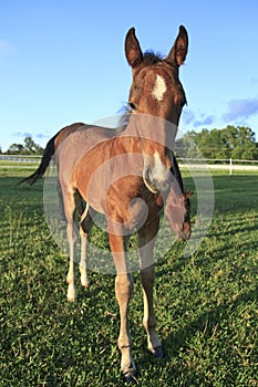 Young horse and mother grazing on green grass