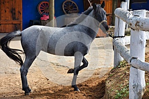 A young horse with one foot raised and an emotional eye look in gray tones