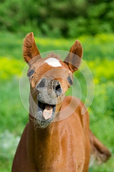 Young horse with open mouth