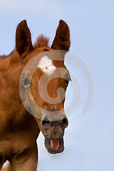 Young horse with open mouth