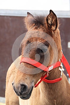 Young horse with red bridle