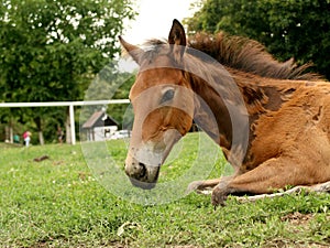 Young horse is relaxing