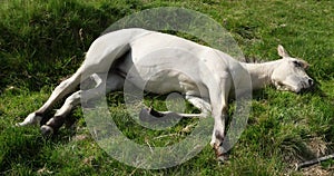 Young horse relaxing
