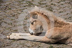 Young horse is resting