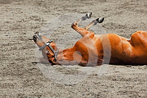 Young horse rolling upside down with fun