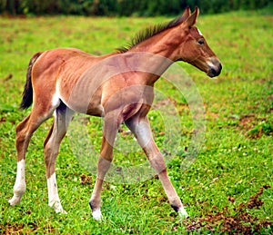 Young horse running