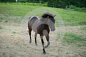 Young horse running around on the field