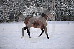 Young horse with snip on its nose running around