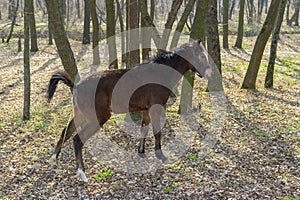 Young horse in spring forest