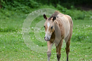 A young horse with stable flies