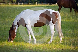 Young horse standing alone in field