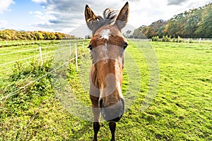 Young horse standing close on a green field