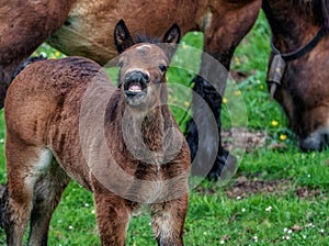 Young horse with a very funny expression on his face as if he was laughing