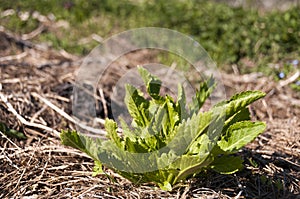 Young horseradish in springtime