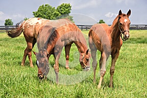 Young Horses