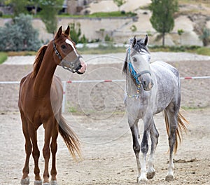 Young horses, brown and gray, with bridles stand in the field