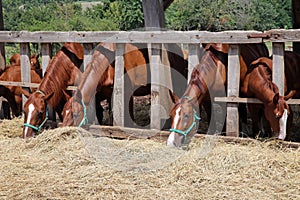 Young horses eating dry hay at animal farm summertime