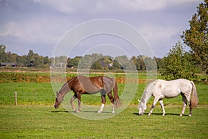 Young horses eating grass at field