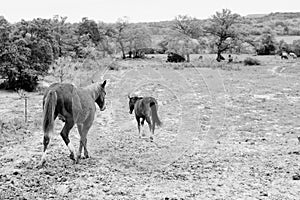 Young horses on ranch in black and white