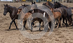 Young Horses at the Rodeo