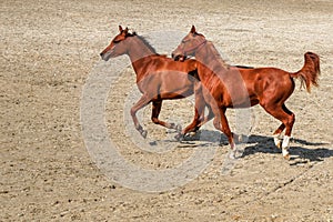 Young horses running free in the sand