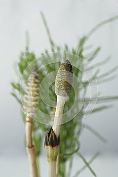 Young horsetail fertile and leaves on a grey background.