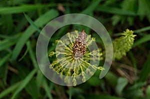 Young horsetail sprout