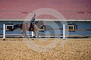 Young horsewoman riding on brown horse in paddok outdoors, copy space.