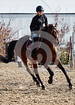 Young horsewoman riding on brown horse in paddok outdoors, copy space.