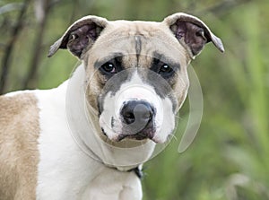 Young hound and boxer mixed breed puppy dog adoption photo