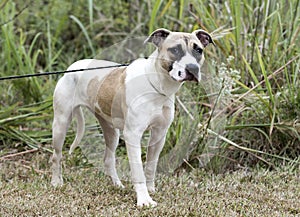 Young hound and boxer mixed breed puppy dog adoption photo