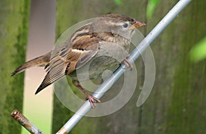 Young house sparrow feeding.