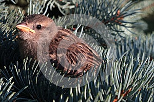 Young house sparrow, latin name Passer Domesticus, sitting on branch of coniferous fir tree.