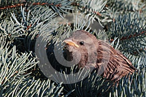 Young house sparrow, latin name Passer Domesticus, sitting on branch of coniferous fir tree.