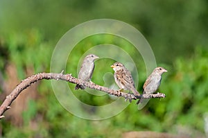 Young house sparrows (Passer domesticus) on a branch