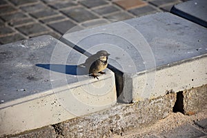 Young sparrows at home.