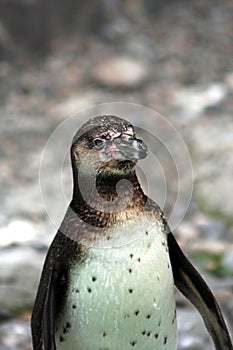 A young Humboldt Penguin