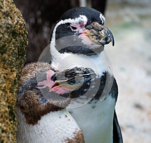 Young Humboldt Penguin with Parent