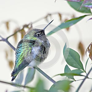 Giovane colibrì 