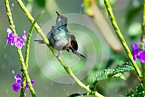 Young hummingbird bathing in raindrops with natural sunlight and purple flowers.