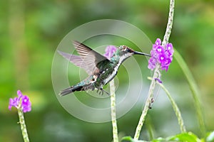 Young hummingbird feeding on purple flowers in the rainforest.