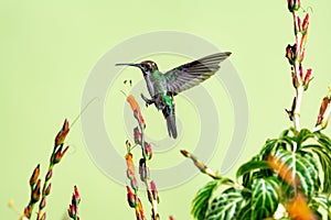 Young hummingbird hovering next to an orange flower in a garden