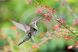 Young hummingbird in unusual pose hovering next to a flowering plant