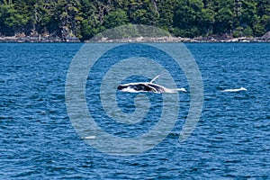 A young Humpback Whale backflips with a companion in Auke Bay on the outskirts of Juneau, Alaska photo