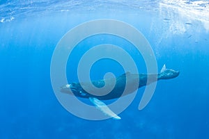 Young Humpback Whale in Blue Water