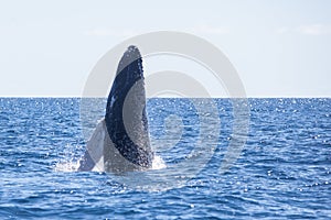 Young Humpback Whale Breaches Out of the Caribbean