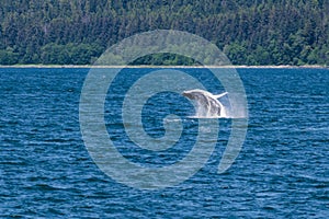 A young Humpback Whale breaches and somersaults from the waters of Auke Bay on the outskirts of Juneau, Alaska