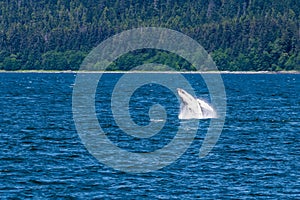 A young Humpback Whale breaches from the waters of Auke Bay on the outskirts of Juneau, Alaska