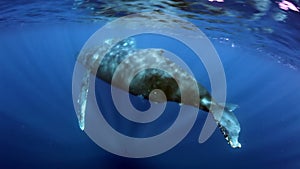 Young humpback whale calf with mother underwater in blue ocean of Roca Partida.